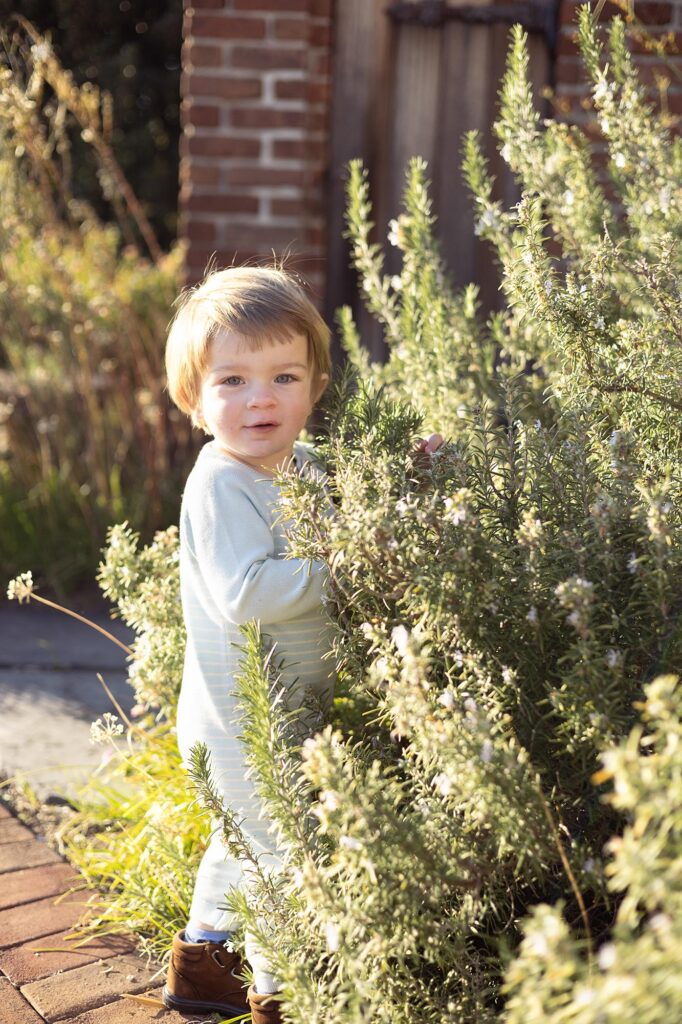 A smiling little boy peeks out from behind a rosemary bush during his Fall Family Photos in Virginia Beach.